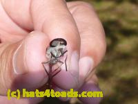 /home//u458753944/public_html/sourcegallery//Insects and small critters/flies (Diptera)/P1040895.JPG